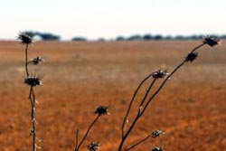 Mais de 90% do país em situação de seca