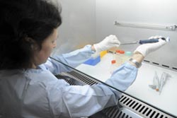 Investigadores portugueses criaram microfígados em laboratório