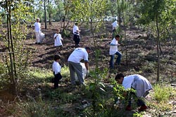 Voluntários EDP limpam florestas portuguesas