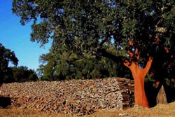 Rolhas de cortiça geram quase 1000 árvores na Maia