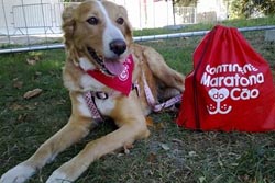 1.ª Maratona do Cão reúne 35 mil pessoas no Parque da Cidade