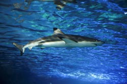Dentista subaquático inaugura as “Shark Weeks” no Sea Life