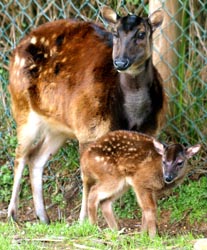 Espécie rara de veado nasceu no Zoo de Santo Inácio