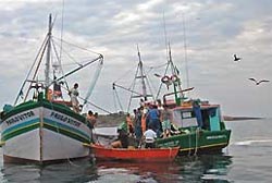 Dia Nacional do Pescador em Matosinhos