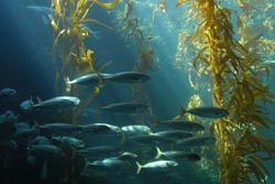 Centro de Investigação do Porto lidera projeto europeu para melhorar produção de peixe