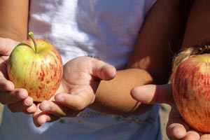 APCOI vai oferecer mais de 15 mil peças de fruta nas escolas até ao final do ano letivo
