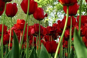 Exposição viva de tulipas floresce no Porto
