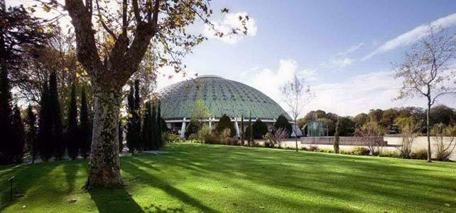 Árvore centenária dos Jardins do Palácio de Cristal ganha proteção oficial