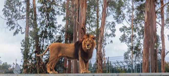 Confinamento está a afetar comportamentos dos animais do Zoo de Santo Inácio