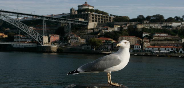 AMP: Municípios costeiros avançam com plano de controlo de gaivotas