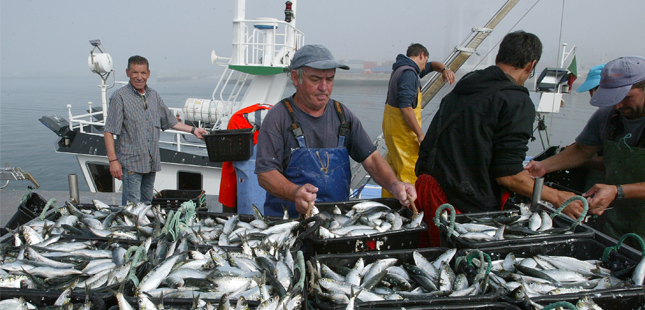 Época da pesca da sardinha já reabriu