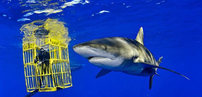 National Geographic inaugura “Sharks” na Galeria da Biodiversidade