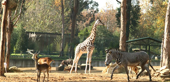 Zoo Santo Inácio reabre esta terça-feira com horário prolongado