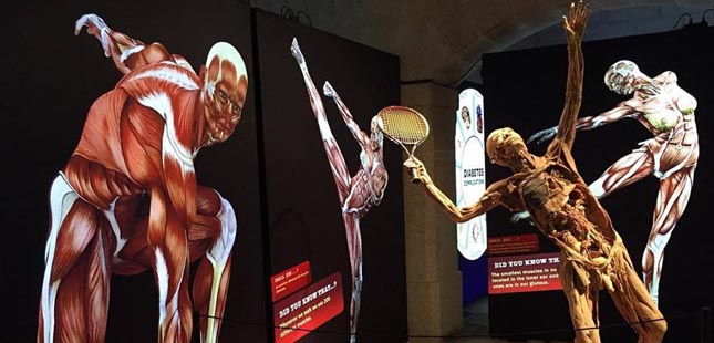 Exposição “Corpo Humano - A Ciência da Vida” no Porto até outubro