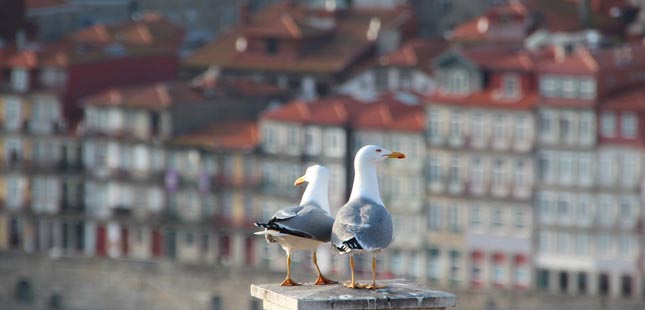 Câmara do Porto anuncia estratégia para identificar ninhos de gaivotas