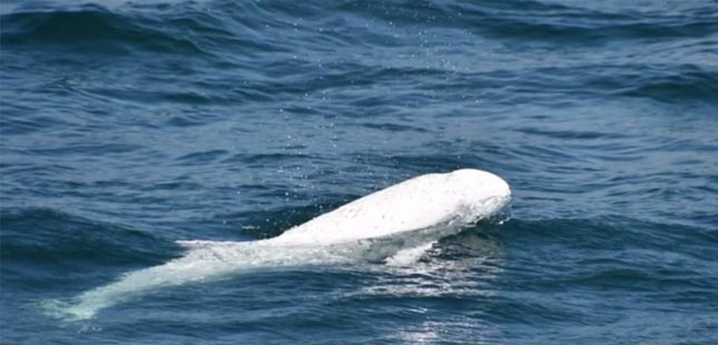 Único golfinho boto-branco registado na Península Ibérica visto na Foz do Rio Douro