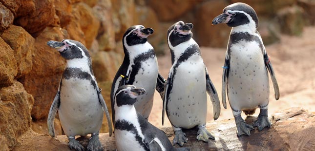 Sea Life Porto celebra chegada de família de pinguins com visitas gratuitas