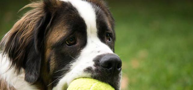Gaia quer intervir na população reclusa através de cães ‘sem família’