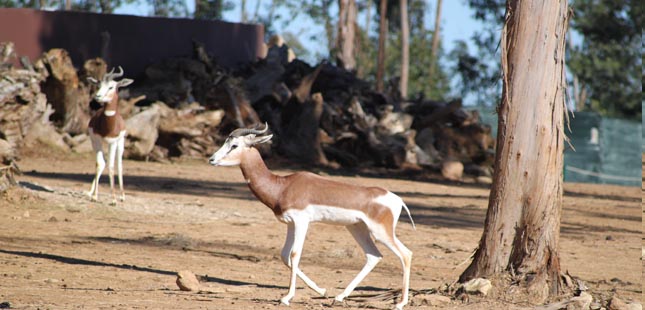 Zoo Santo Inácio tem um novo morador: a mais rara gazela do mundo