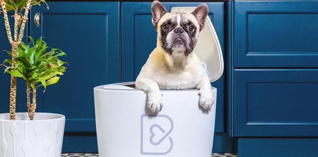Startup portuense cria caixa inteligente de comida para cães