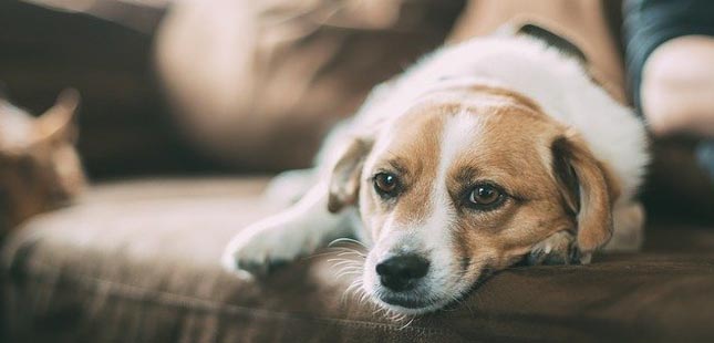 Estudo da U.Porto revela o benefício da interação com cães em doentes com fibromialgia