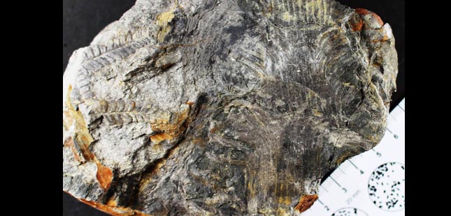 Fóssil com 300 milhões de anos descoberto na Bacia Carbonífera do Douro em Gondomar
