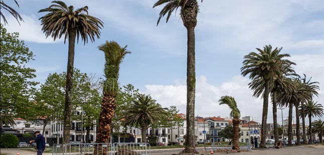 Câmara do Porto planta novas palmeiras na Foz do Douro