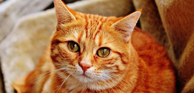 Estudo revela que gatos estão mais “carinhosos” e “carentes”