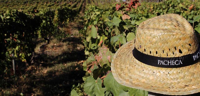 Quinta da Pacheca lança vinho solidário para apoiar setor da cultura