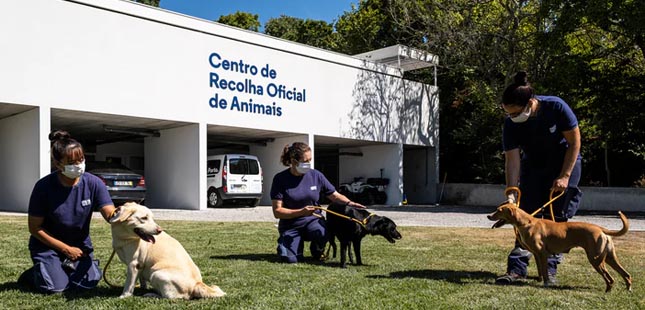 Porto celebra Dia do Animal com visitas ao CROA