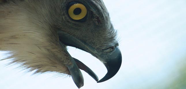 Águia-cobreira reabilitada pelo Parque Biológico de Gaia