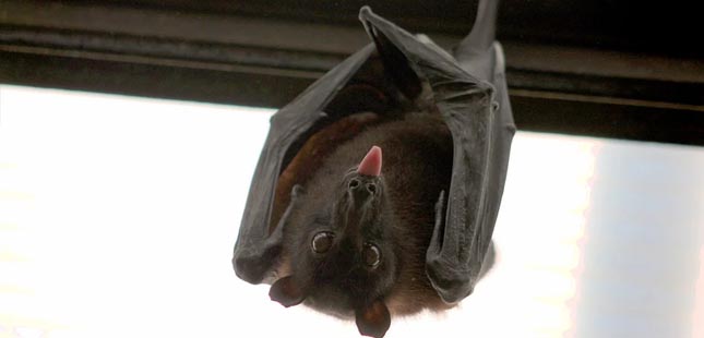 Parque de S. Roque vai receber “Noites de Morcegos”
