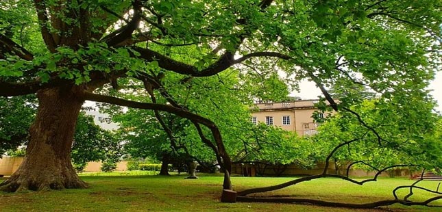 Tulipeiro da Casa das Artes do Porto vai ser árvore de interesse público