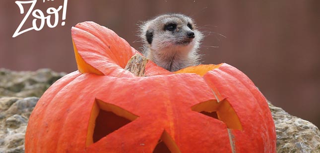 “Boo no Zoo” prepara festa de Halloween