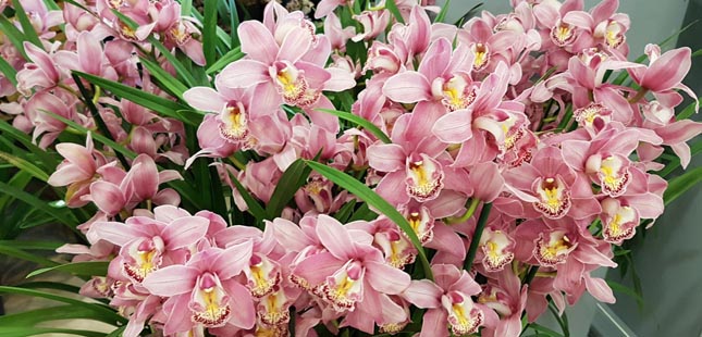 Exposição Internacional de Orquídeas regressa em março