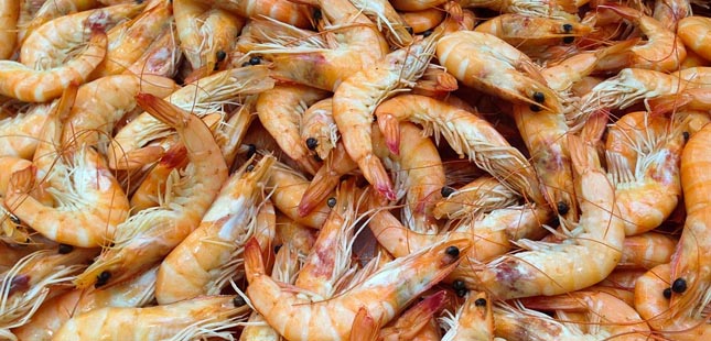 Investigadores do Porto querem usar cascas de camarão para obter “produtos sustentáveis”