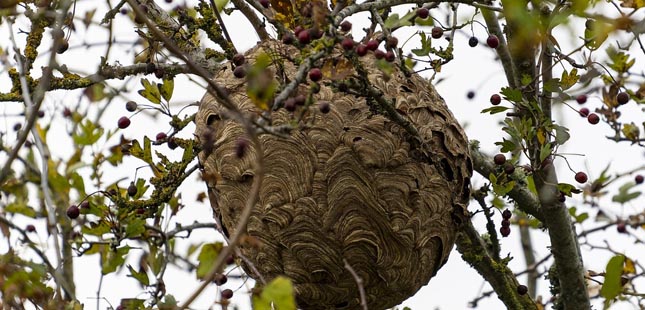 Câmara de Matosinhos combateu mais de 400 ninhos de vespa asiática em 2021
