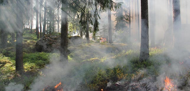IPMA mantém cerca de 100 concelhos em perigo máximo de incêndio