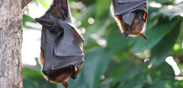Iniciativa que revela tudo sobre morcegos regressa ao Parque da Cidade do Porto