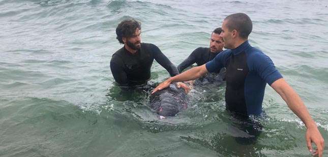 Baleia resgatada na praia do Aterro