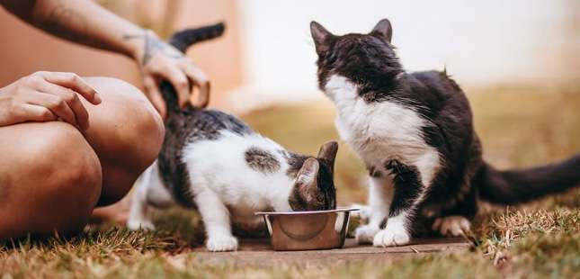 Gondomar promove identificação gratuita de gatos
