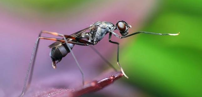 Vimaranense cria pulseira contra a picada de mosquitos