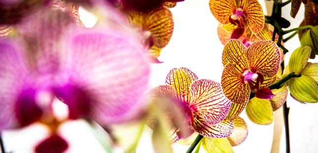 Porto recebe exposição de orquídeas raras