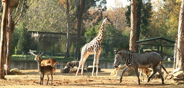 Mais de 212 mil visitantes no Zoo de Santo Inácio