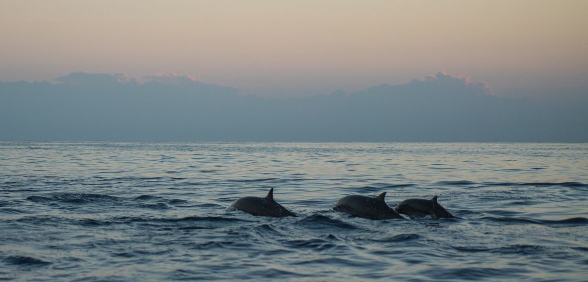 Insólito: Viram-se golfinhos nos mares do Norte (vídeo)