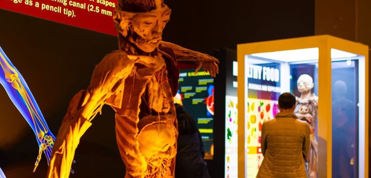 Bodies: A exposição com corpos humanos reais que está no Porto