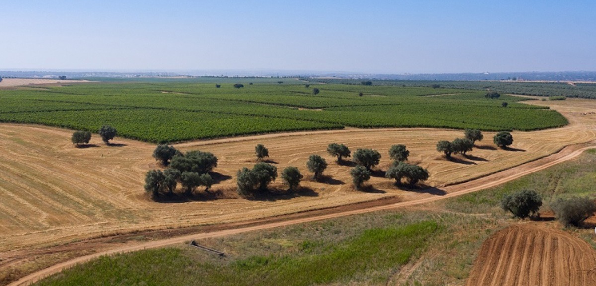 Sogrape tem, na Herdade do Peso, a oliveira mais antiga de Portugal