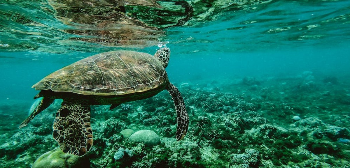 Sea Life Porto desafia visitantes a “salvar” tartarugas marinhas