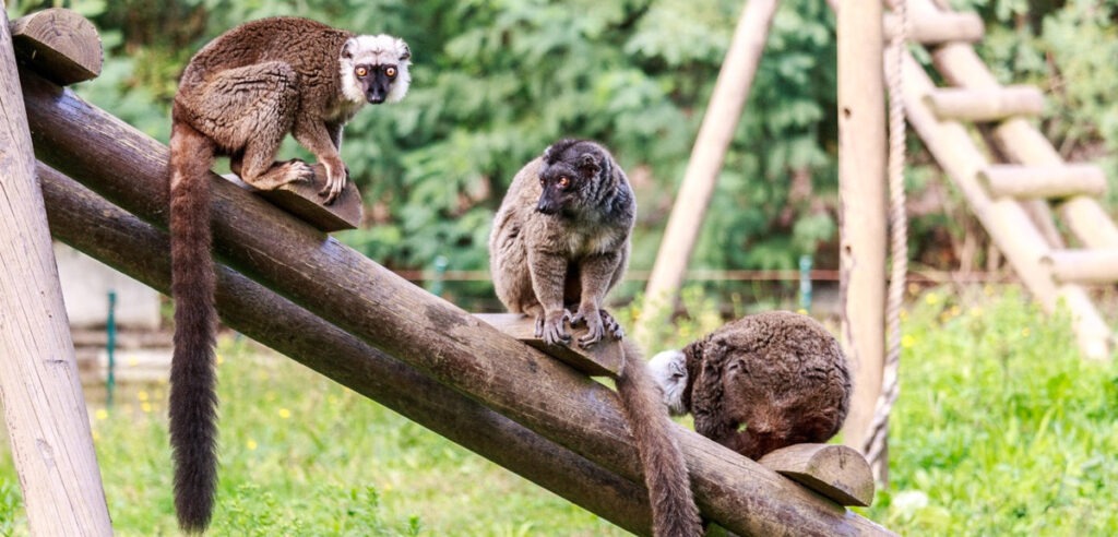 Zoo Santo Inácio vive “melhor ano de sempre” desde que abriu portas