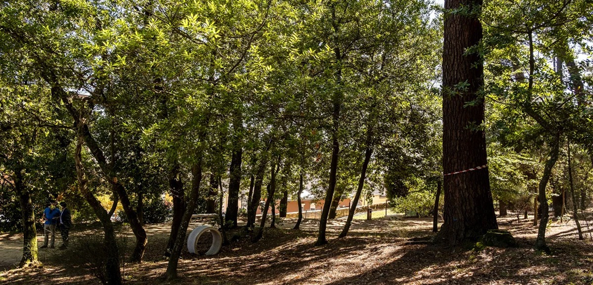 Abate de árvores obriga ao encerramento provisório do Parque Canino do Covelo